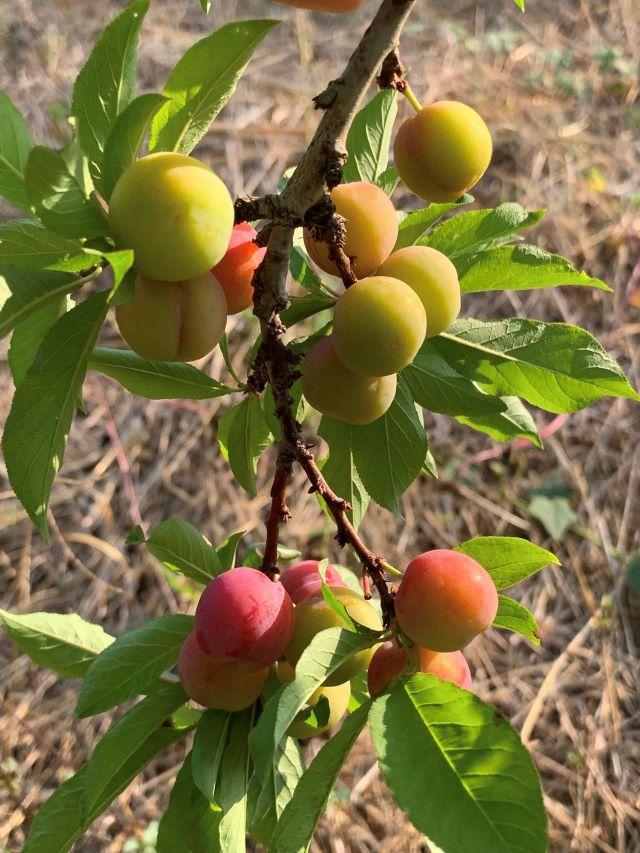 Mận tam hoa Bắc Hà - Ảnh từ Xuyên Thị