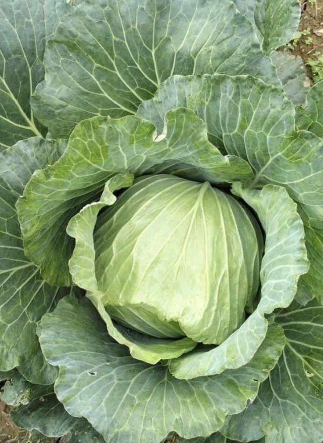 Trại rau quả Bắc Hà - Ảnh sưu tầm