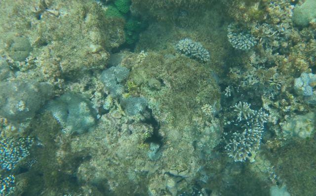 Lặn ngắm san hô ở đảo Bình Ba - Ảnh sưu tầm