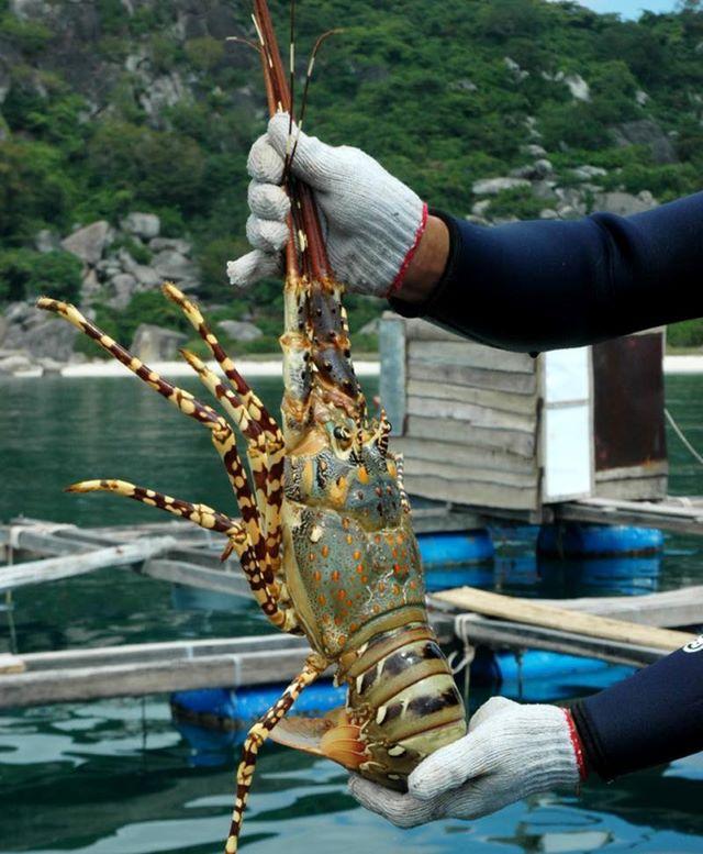 Thưởng thức các món ăn từ tôm hùm ở Bình Ba - Ảnh từ Huynh Rio