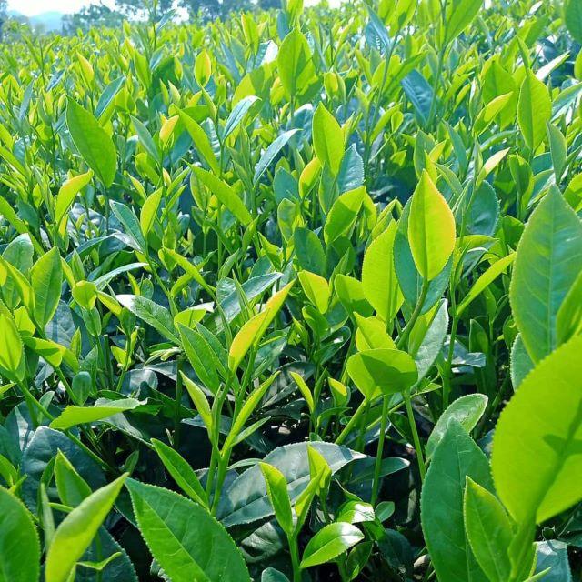 Khám phá đồi chè Tân Cương - Ảnh sưu tầm