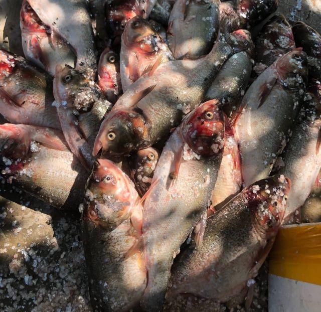 Thưởng thức các món ăn từ cá mè Hồ Núi Cốc - Ảnh từ Diệp Nguyễn