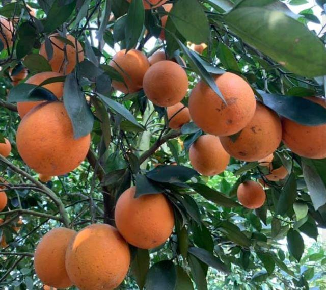 Cam Cao Phong - Ảnh sưu tầm