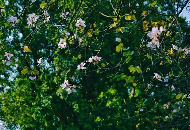 Ngắm những sắc hoa ban sặc sỡ khi đến Hòa Bình vào mùa xuân - Ảnh sưu tầm