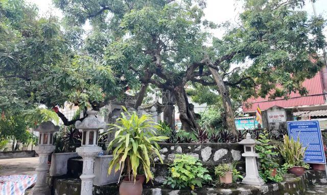 Ngắm nhìn vẻ độc đáo của Cây Nhãn Tổ Hưng Yên - Ảnh sưu tầm