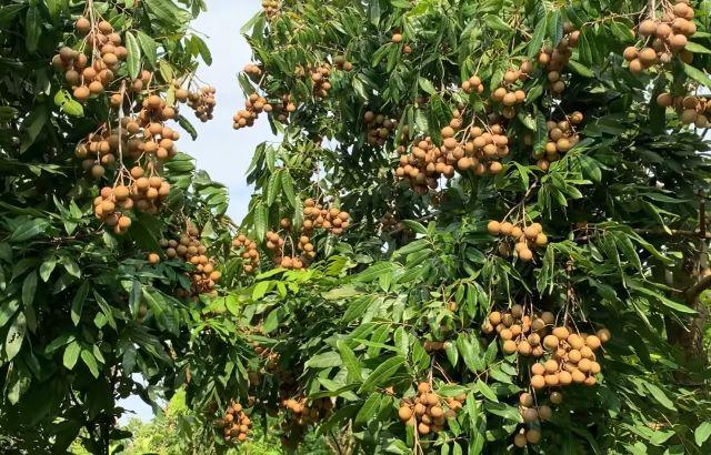 Trải nghiệm tự tay hái và thưởng thức nhãn ở Vườn nhãn lồng Hưng Yên - Ảnh sưu tầm