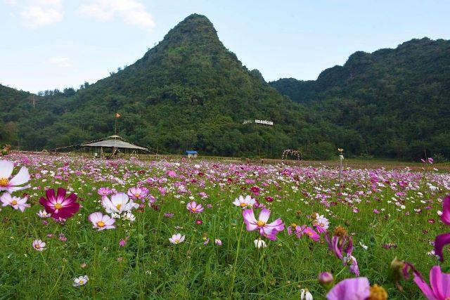 Thung lũng hoa Bắc Sơn - Ảnh sưu tầm