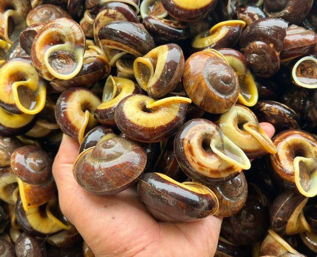 Thưởng thức các món ăn từ ốc núi - Ảnh sưu tầm