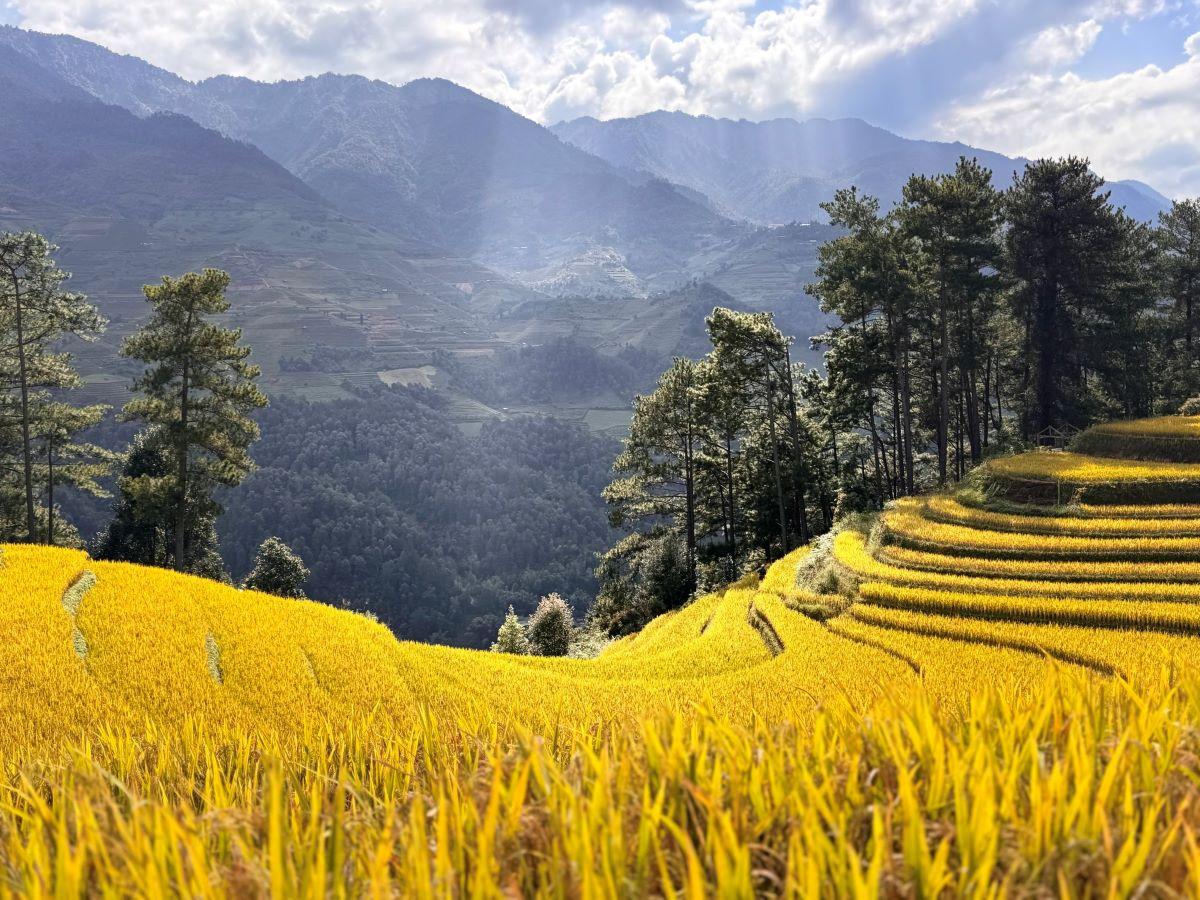 Cẩm nang du lịch Mù Cang Chải: Hành trình khám phá mùa vàng Tây Bắc