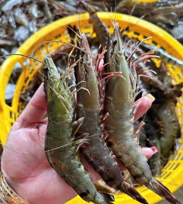 Hải sản tươi sống ở Nam Du - Ảnh sưu tầm