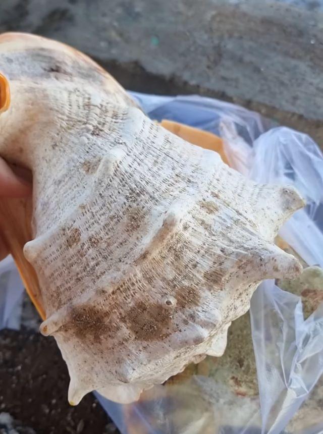 Ốc tai tượng Nam Du - Ảnh sưu tầm