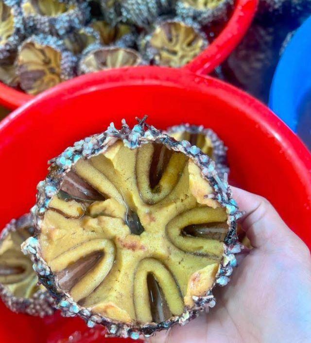 Thưởng thức các món ăn từ nhum biến tại Nam Du - Ảnh sưu tầm