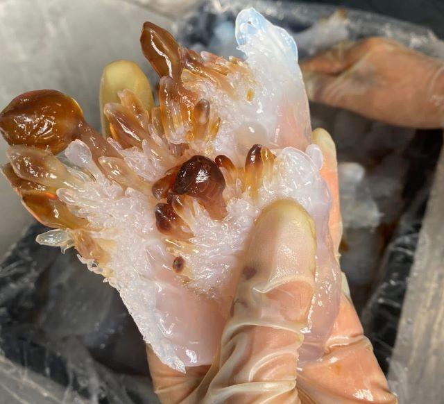 Thưởng thức các món ăn từ sứa biển - Ảnh sưu tầm