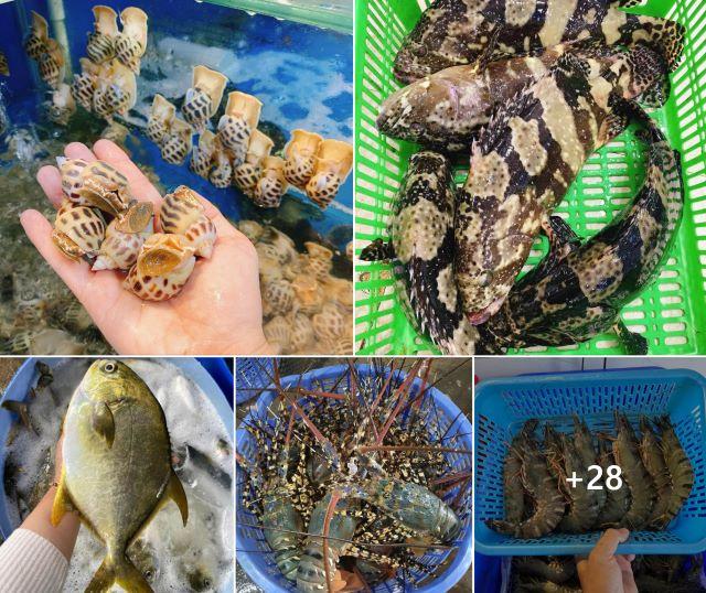 Hải sản Quy Nhơn luôn tươi sống và hấp dẫn - Ảnh sưu tầm
