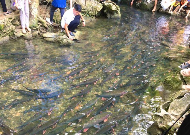 Suối cá thần Cẩm Lương