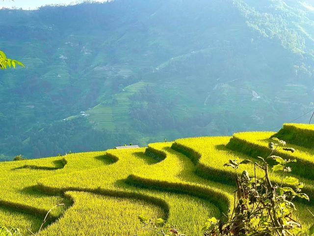 Ruộng bậc thang Hồng Thái Tuyên Quang - Ảnh sưu tầm