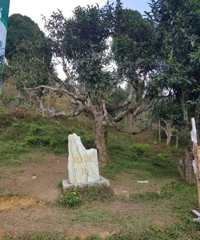 Check in cây chè tổ ở Suối Giàng Văn Chấn Yên Bái - Ảnh sưu tầm