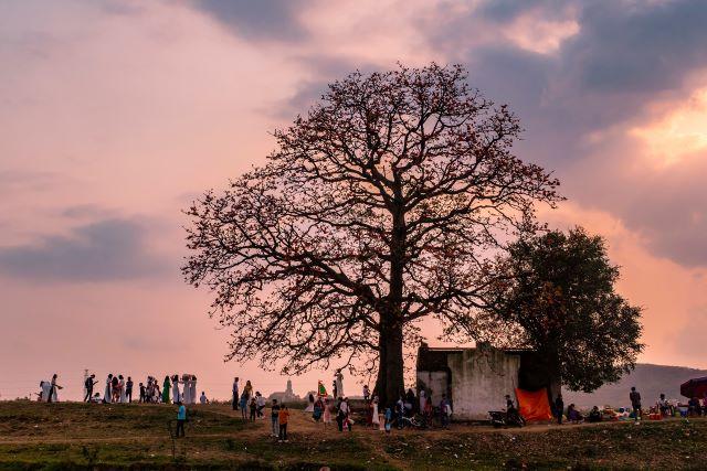 Cây gạo Làng Sơn - Ảnh từ Yến Nguyễn