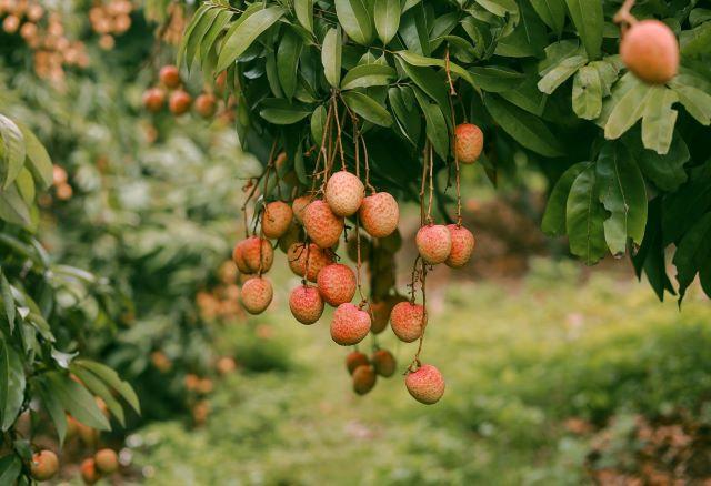 Thưởng thức vải thiều Lục Ngạn - Ảnh từ Phạm Tú