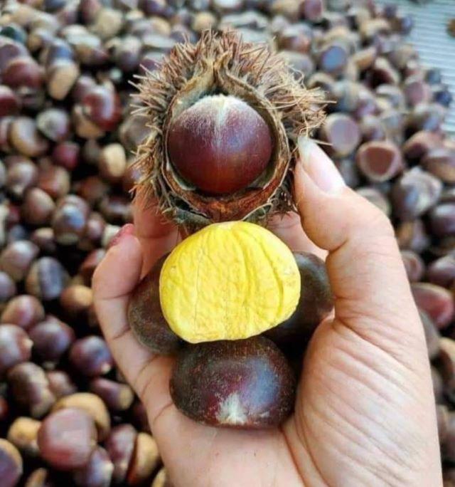 Hạt dẻ Trùng Khánh Cao Bằng - Ảnh từ Mai Linh