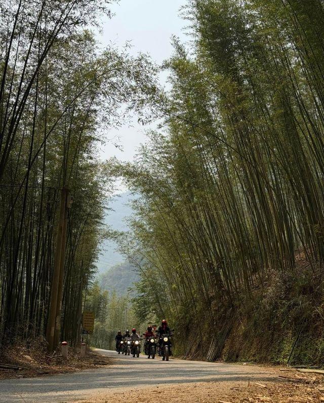 Khám phá Rừng trúc Lũng Pán - Ảnh sưu tầm