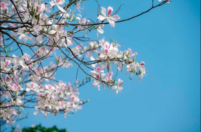 Khí hậu Điện Biên mát mẻ, cảnh quan tươi đẹp với hoa ban nở trắng mỗi độ xuân về - Ảnh từ Blog Của Rọt