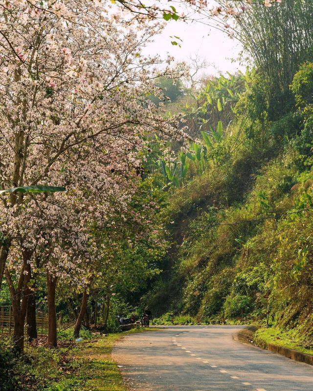 Ngắm nhìn vẻ đẹp của những cánh hoa ban nở rộ - Ảnh sưu tầm
