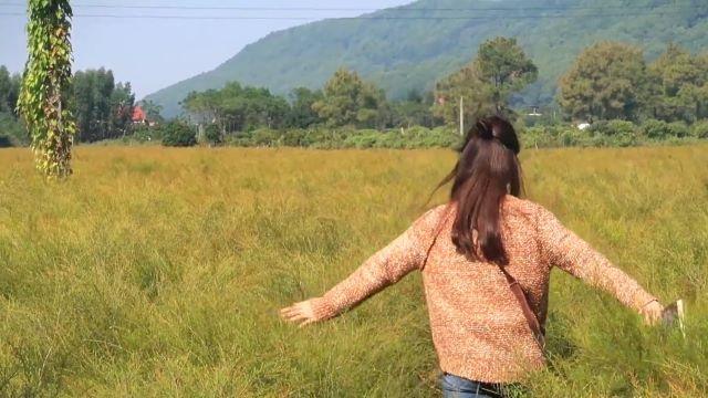 Khám phá Cánh đồng hoa cỏ rễ - Ảnh sưu tầm