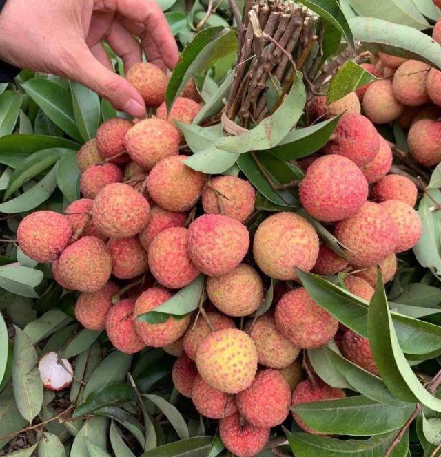 Vải thiều Thanh Hà - Ảnh sưu tầm