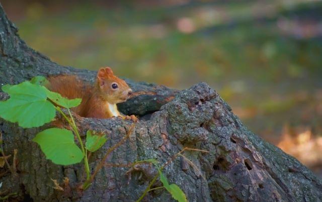 Quan sát các loài động vật hoang dã trong Yok Đôn - Ảnh sưu tầm