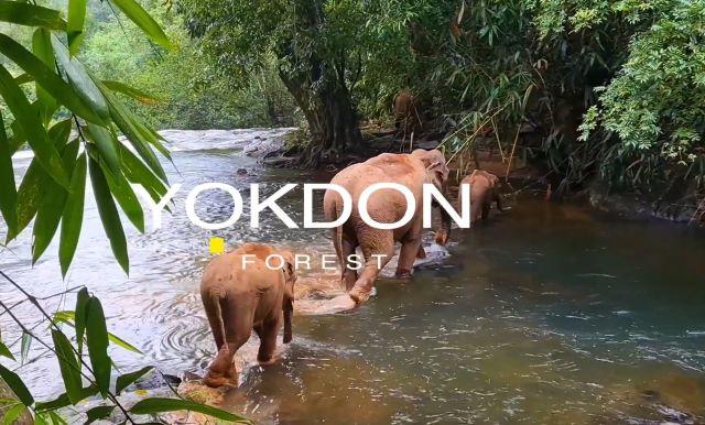 Yok Đôn sở hữu sự đa dạng sinh học ấn tượng với hơn 1.000 loài thực vật và 650 loài động vật - Ảnh từ Vietnam Connect