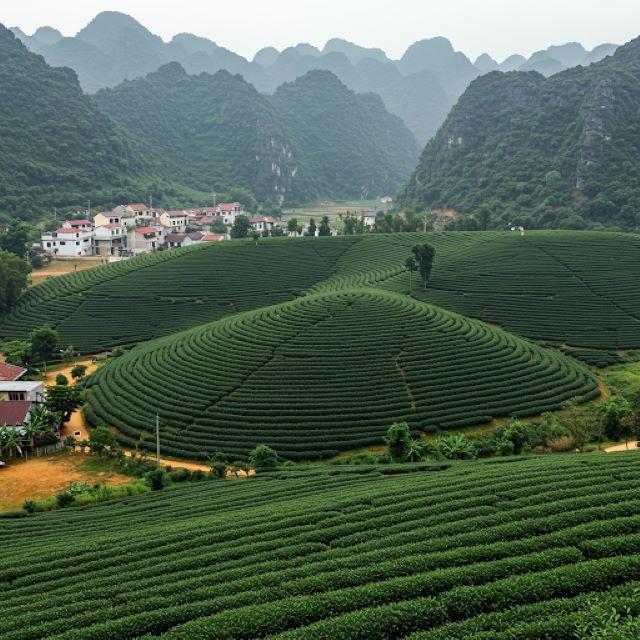 Đồi Chè Tân Uyên Lai Châu