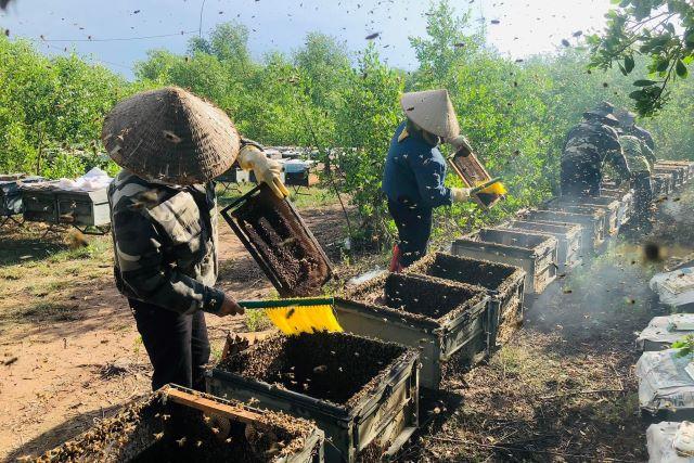 Khám phá nơi tạo mật của Vườn Quốc gia Xuân Thủy Nam Định - Ảnh sưu tầm