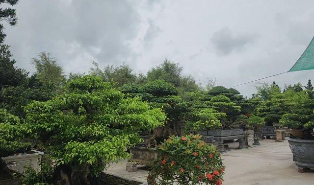 Làng cây cảnh Vị Khê Nam Định - Ảnh sưu tầm