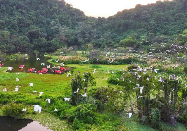 Ngắm chim về tổ ở Thung Nam Ninh Bình - Ảnh sưu tầm