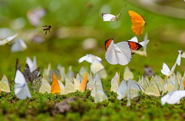 Săn bướm tại Vườn quốc gia Cúc Phương - Ảnh từ Lê Huy Hoàng