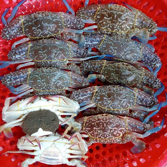 Thưởng thức Ghẹ Hàm Ninh tươi sống tại Phú Quốc - Ảnh từ Yên Thái