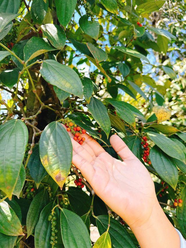 Trải nghiệm hái tiêu ở Vườn tiêu Phú Quốc - Ảnh từ Nụ Trần