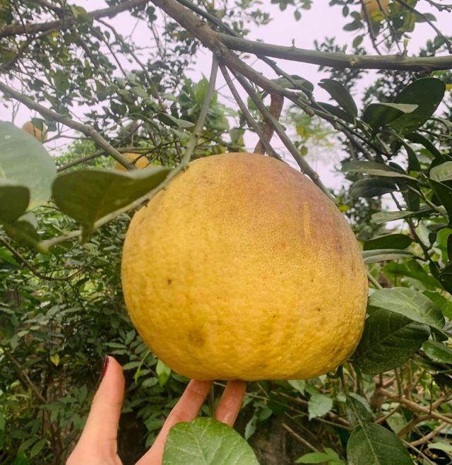 Bưởi Đoan Hùng - Ảnh từ Hòa Bé