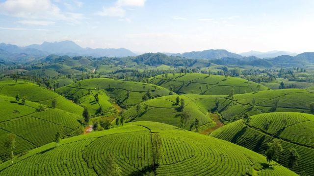 Đồi chè Long Cốc - Ảnh sưu tầm