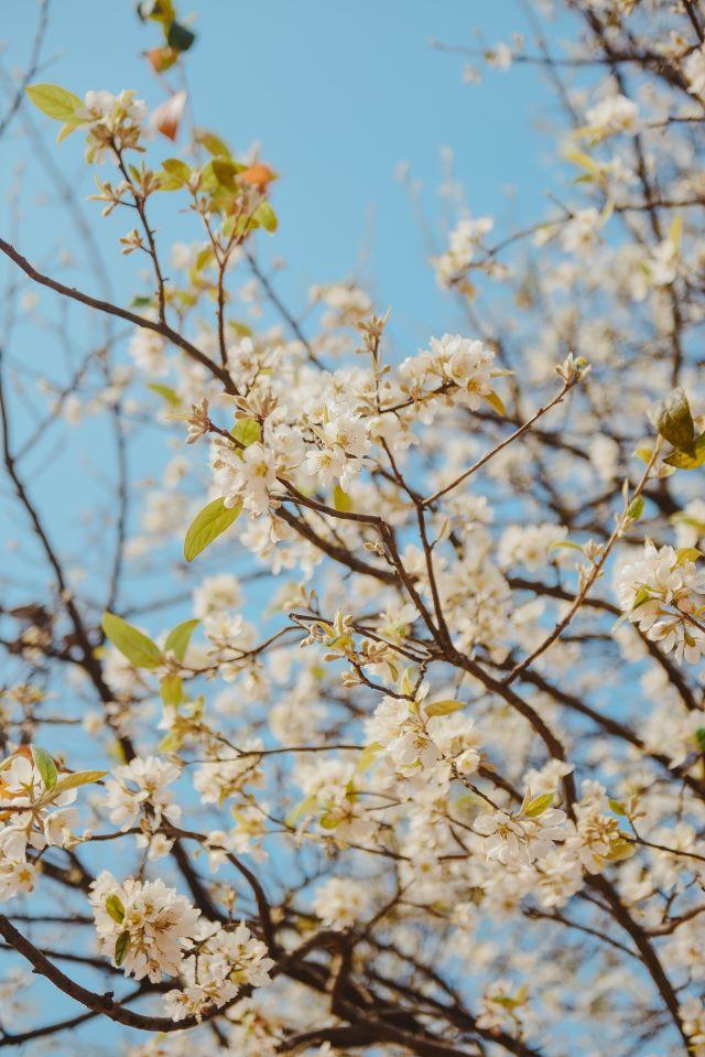 Ngắm nhìn vẻ đẹp của hoa sơn tra nở rộ khắp núi rừng Sơn La - Ảnh sưu tầm