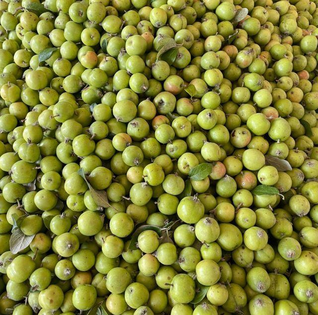 Táo mèo Sơn La - Ảnh từ Long Ngọc Phạm