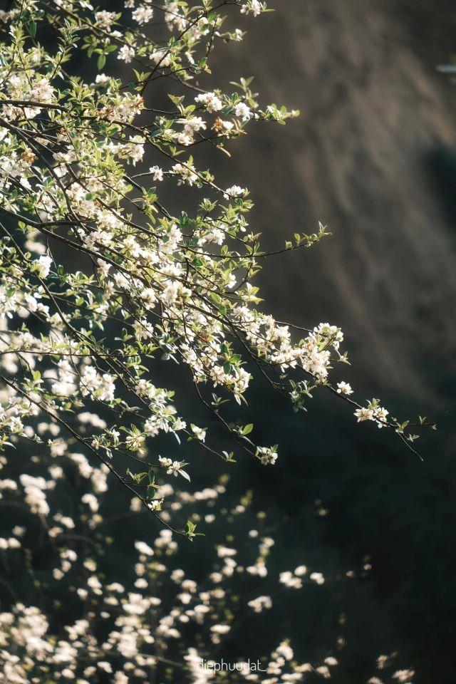 Thời điểm du lịch Sơn La lý tưởng - Ảnh từ Diệp Hữu Đạt