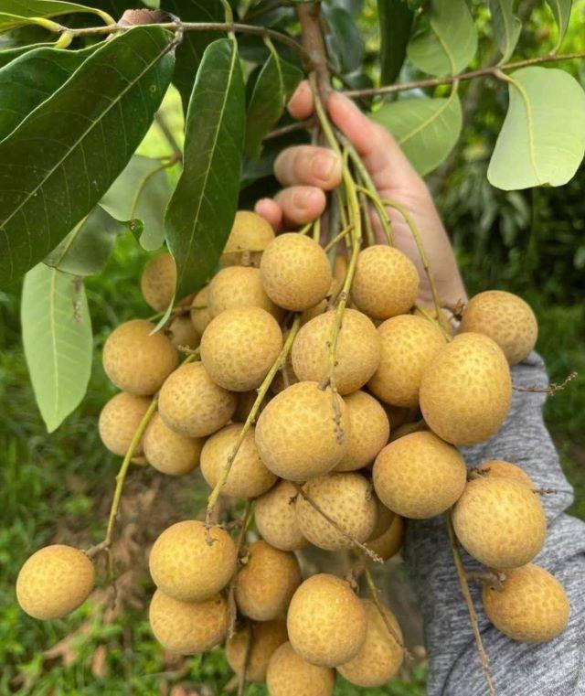 Tham quan Làng vườn Bách Thuận - Ảnh từ Ng Xuân