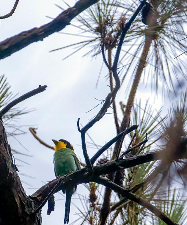 Xem chim rừng khi đến Vườn quốc gia Bạch Mã - Ảnh từ Nguyễn Thành Nhân