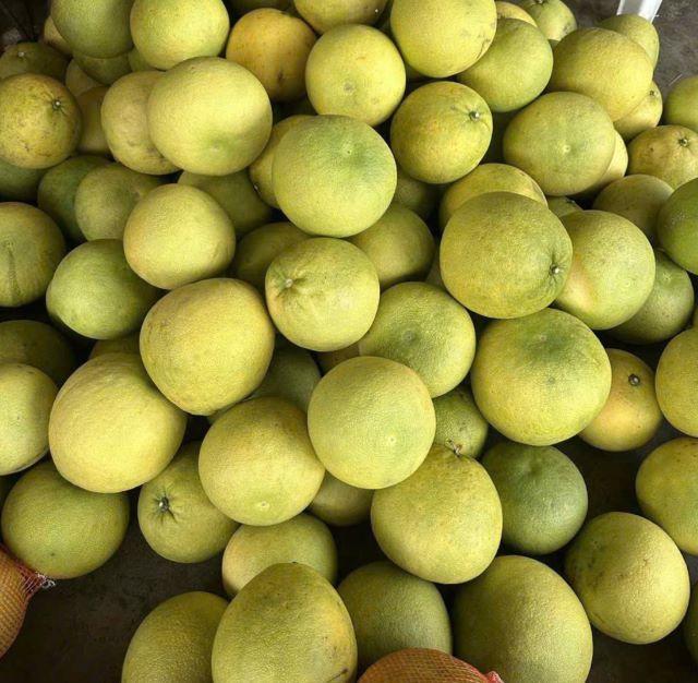 Bưởi Đoan Hùng Phú Thọ - Ảnh sưu tầm