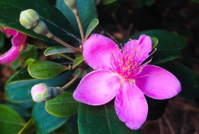 Ngắm nhìn sắc hoa sim trải dài trong rừng mỗi độ hè về ở Vườn quốc gia Phú Quốc - Ảnh sưu tầm