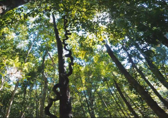 Rừng Phú Quốc có thảm thực vật phong phú - Ảnh sưu tầm