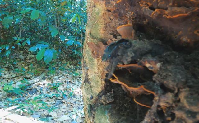 Vườn quốc gia Phú Quốc với hệ sinh thái rừng nhiệt đới nguyên sinh vô cùng đa dạng - Ảnh sưu tầm