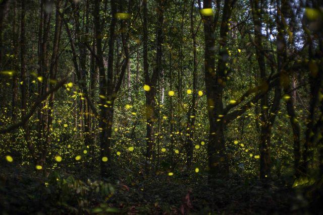 Cắm trại qua đêm, ngắm nhìn ánh sáng lấp lánh của đom đóm bay lượn tại Vườn Quốc gia Cúc Phương - Ảnh sưu tầm